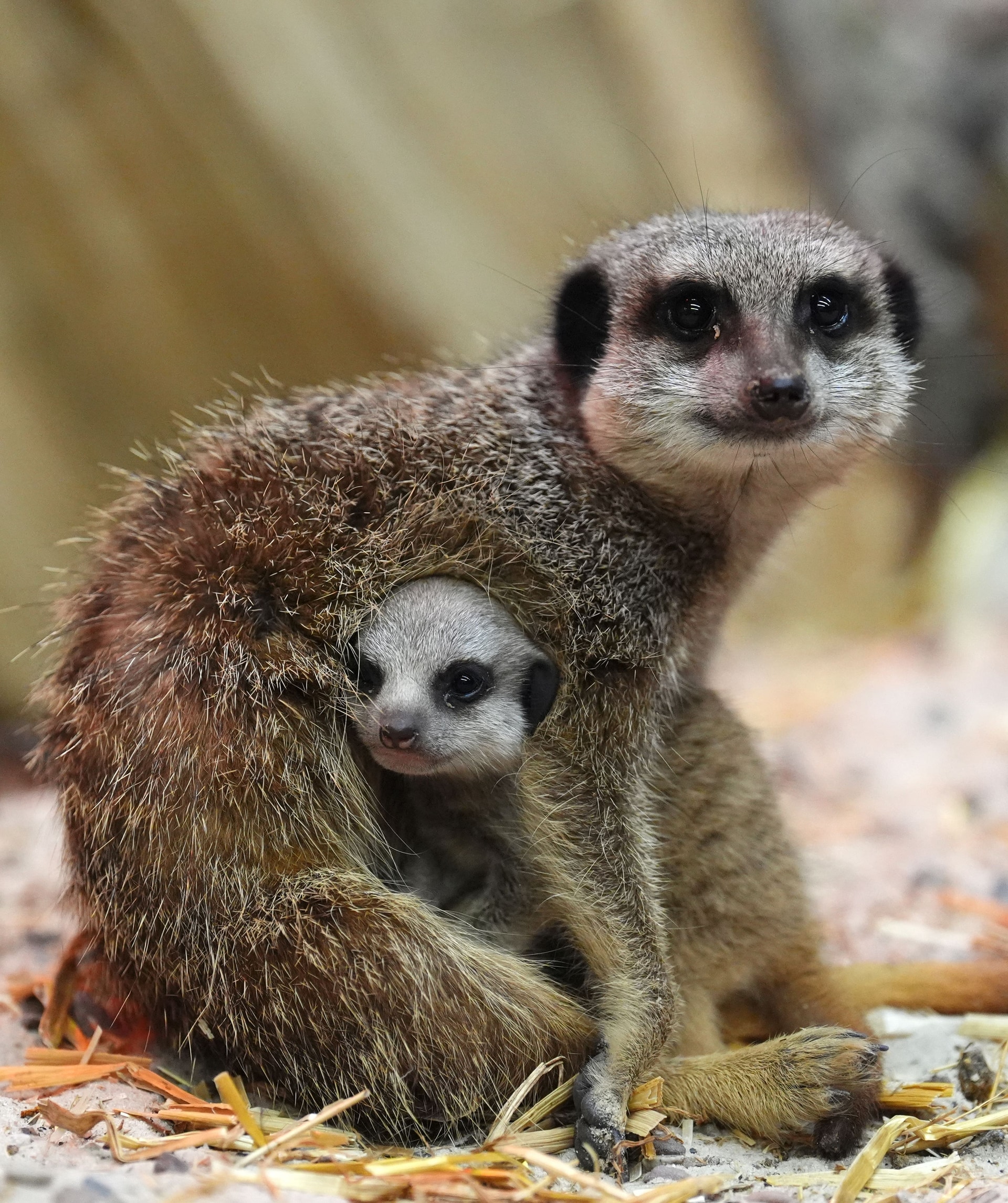 The meerkat pups were born last month