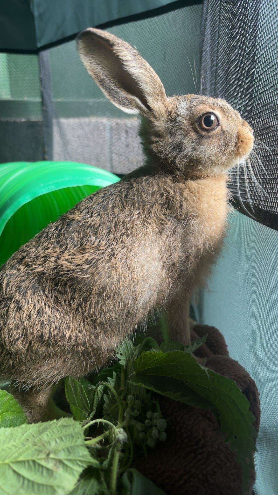 The Scottish SPCA said that Bruno is doing well (Scottish SPCA)