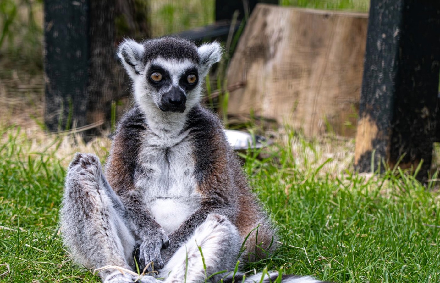 Many of his descendants now live at other zoos across Europe, including Attica Zoo in Greece.