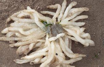 What are squid ‘egg mops’ and what to do if you find one?