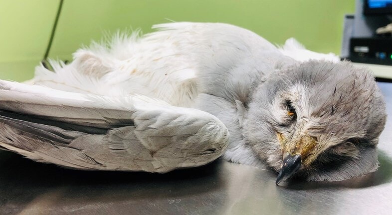 An euthanised hen harrier (Ruth Tingay/PA).