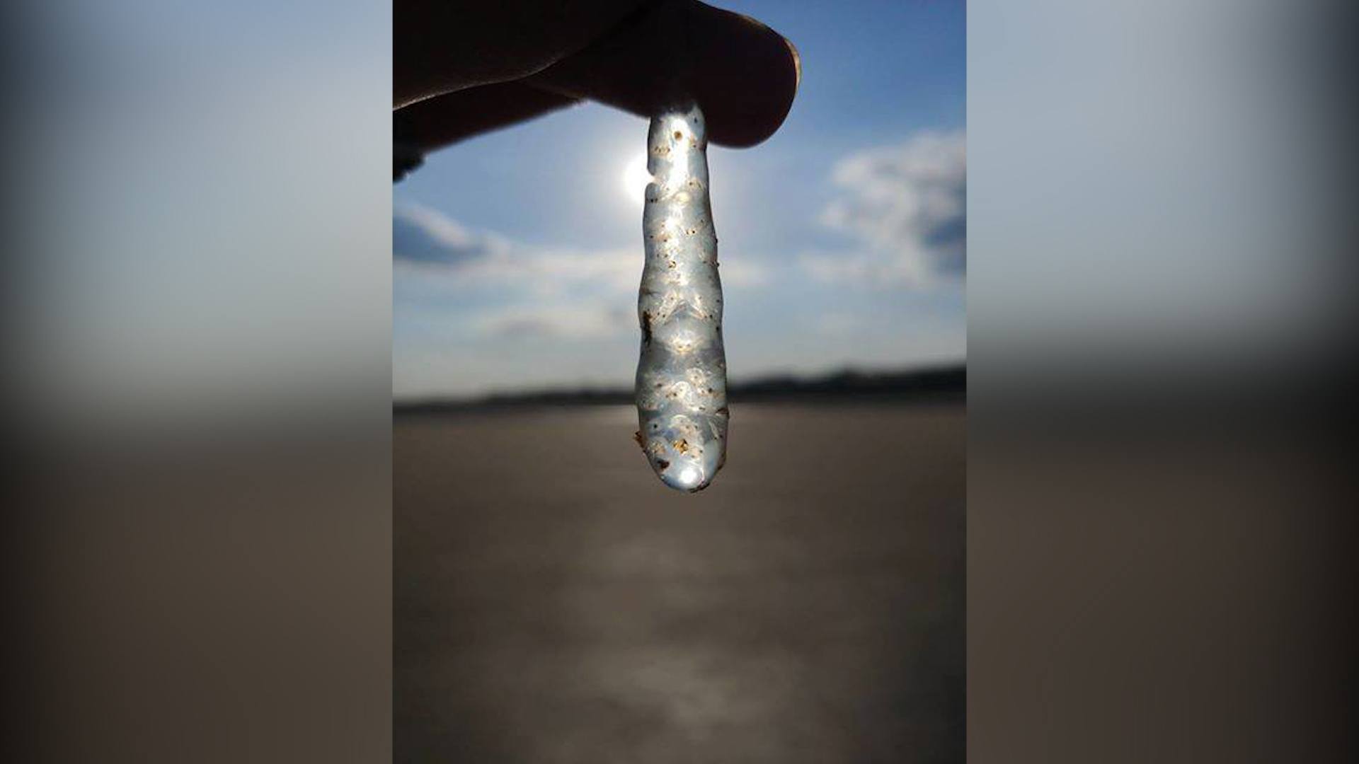 'Squid mops' consist of sausage-shaped jelly egg masses