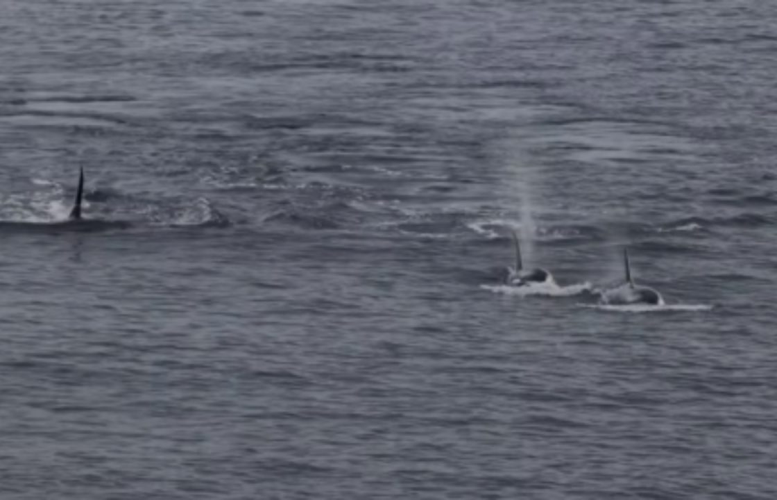 Warning after boats filmed getting ‘too close’ to orcas in Moray Firth