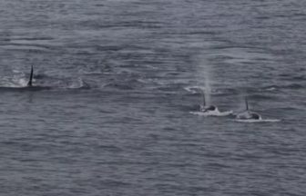 Warning after boats filmed getting ‘too close’ to orcas in Moray Firth