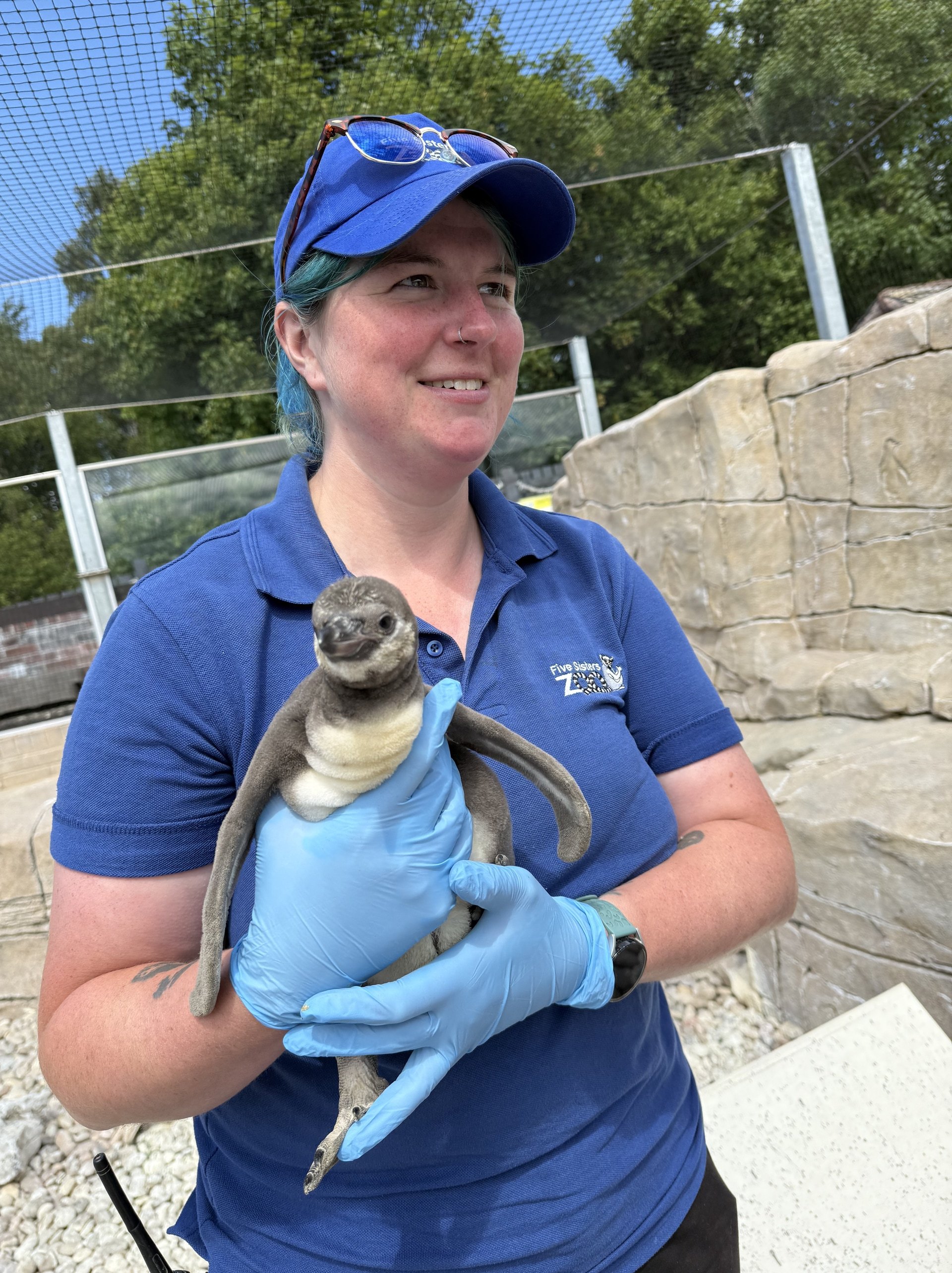 The chick hatched at Five Sisters Zoo on April 28.