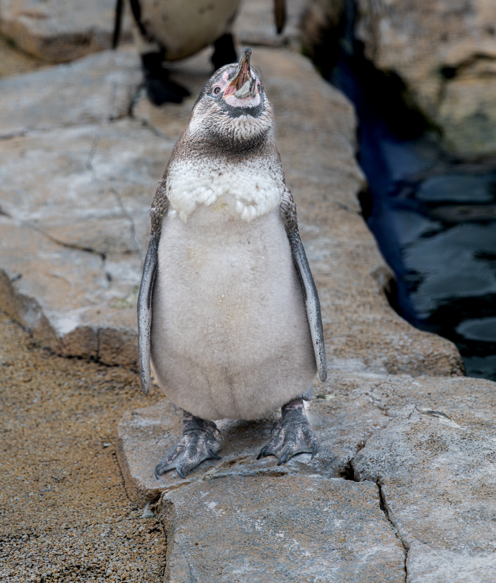 A Humboldt penguin chick