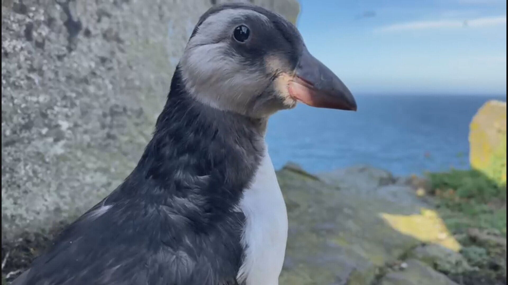 July marks fledging season as pufflings take to the skies for the first time