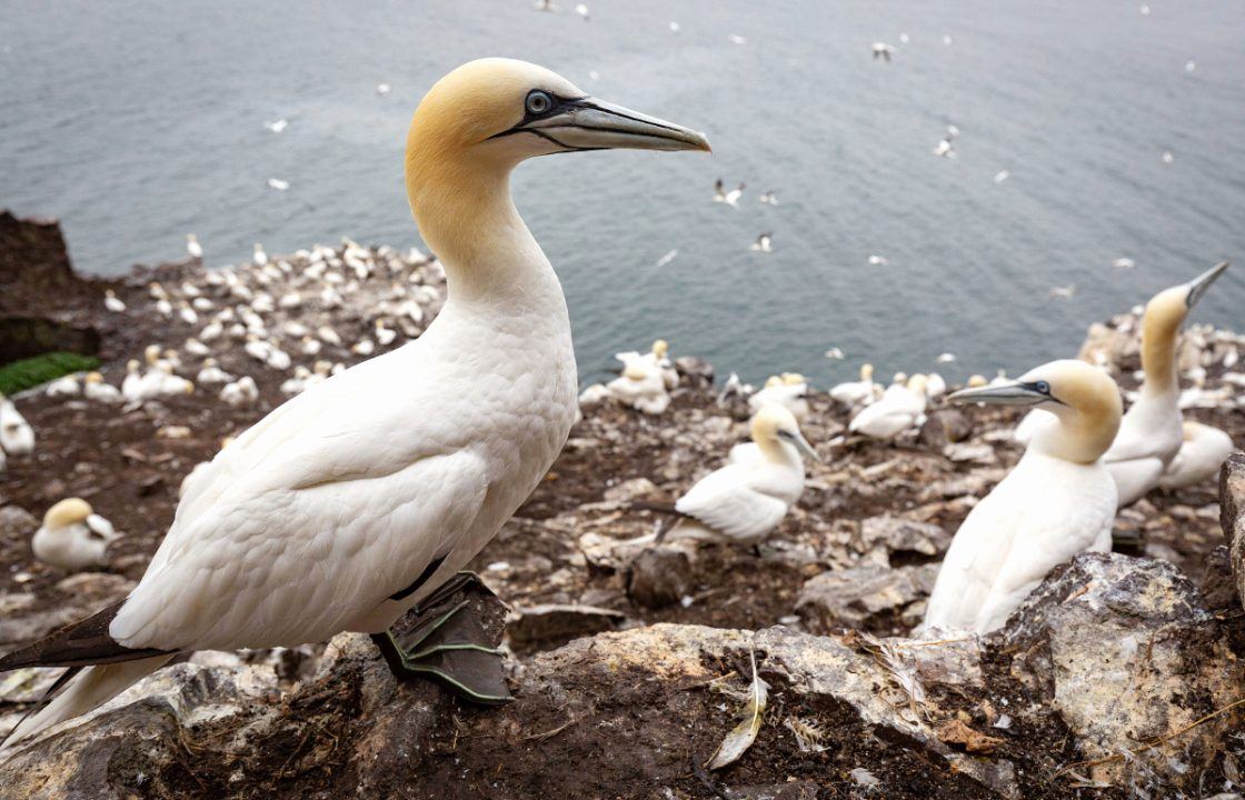 Scottish ministers urged to rethink ‘poor decision’ on guga hunt licence