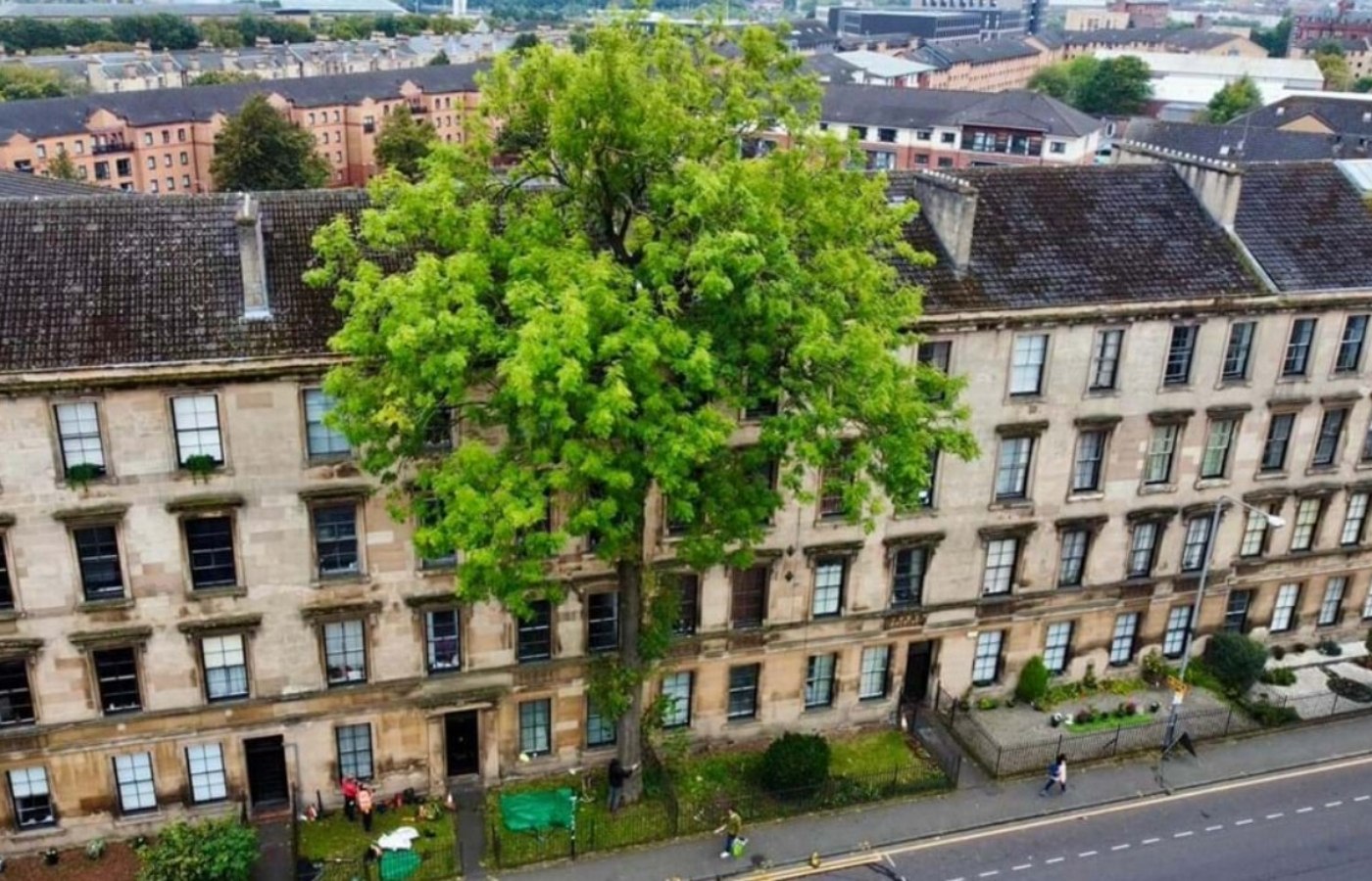 The lone Argyle Street Ash is a much-loved local landmark.