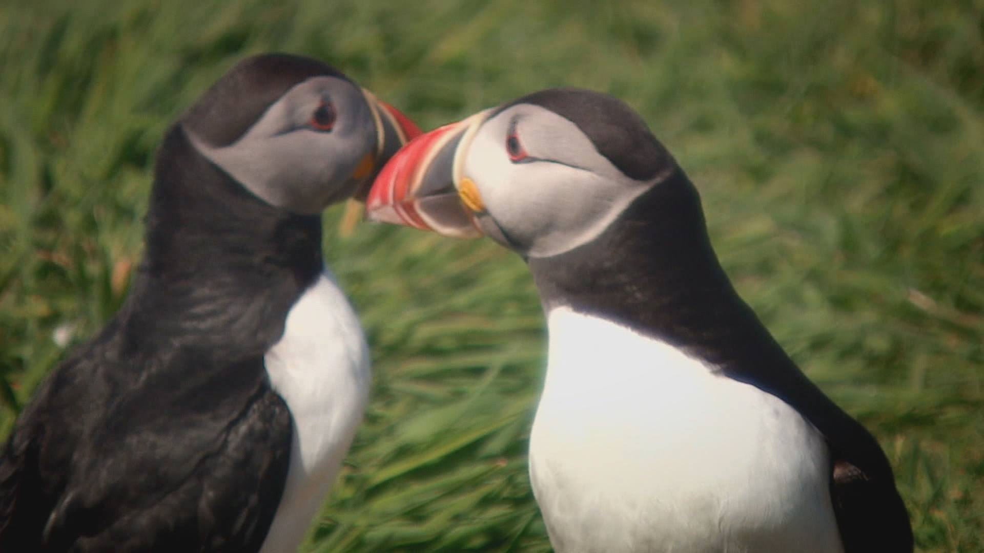 Puffins and other seabirds 'already struggling'
