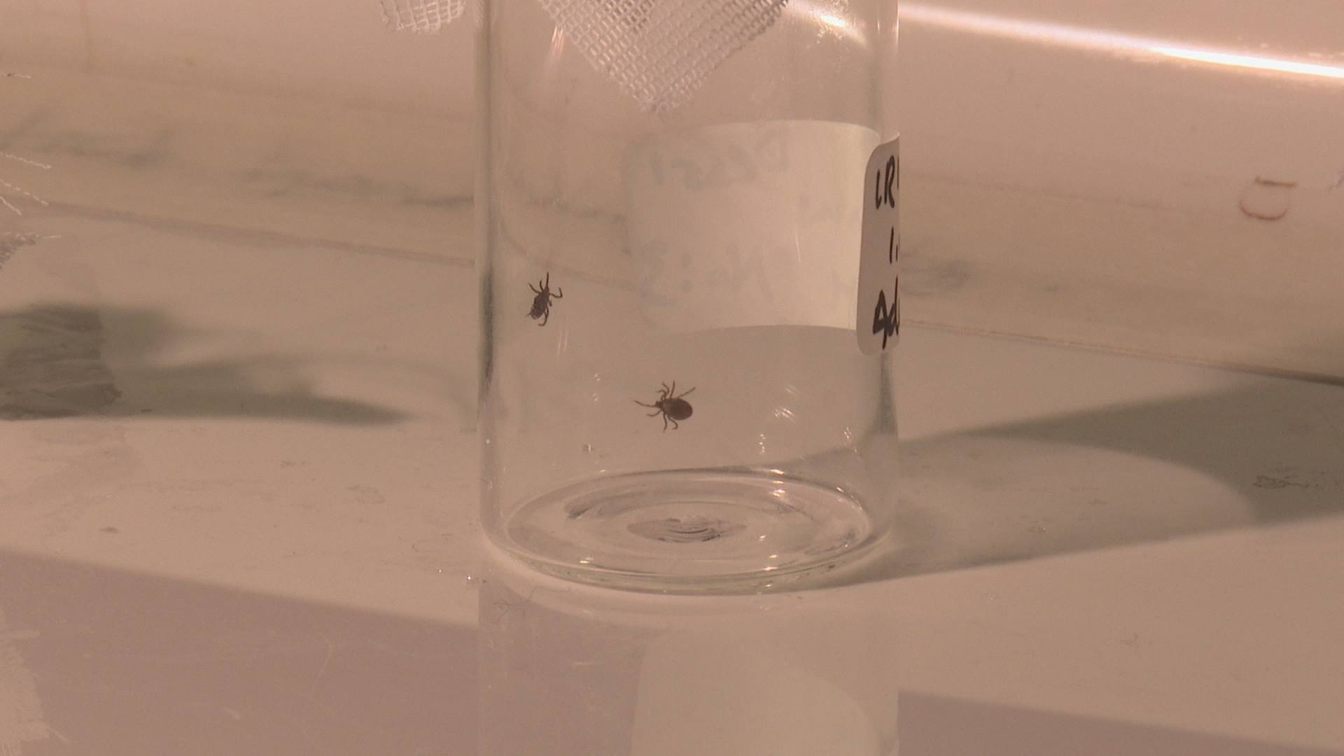 Warning to farmers and outdoor workers over ticks 