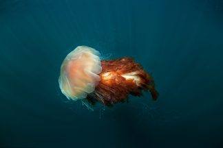 Warning issued as warmer weather brings increase in jellyfish stings