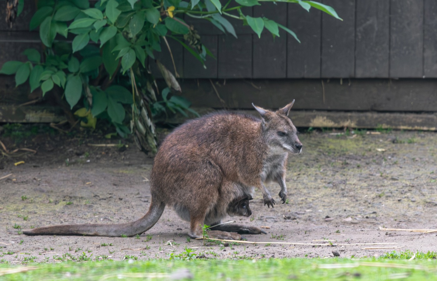Baby Parma wallaby