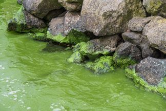 Scots dog owners warned over ‘toxic’ algae amid hot weather