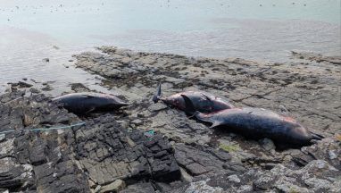 Three stranded bottlenose whales found dead on Orkney shore