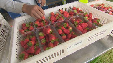 Scotland’s soft fruit farms experiencing bumper season