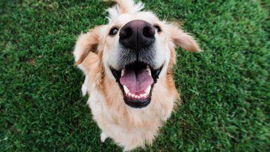 Barklove: New festival for dog lovers set to take over Glasgow’s SWG3
