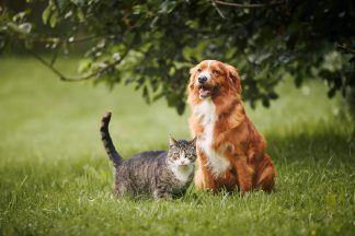 Scottish scientists to lead world’s first study on antibiotic resistance in pets
