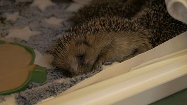 Animal rescuers at ‘breaking point’ as Scottish SPCA cuts back wildlife callouts