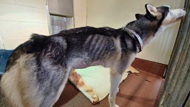 Aberdeen couple banned from keeping dogs after starving pet Husky