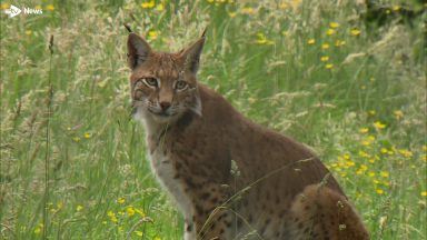 Highland Wildlife Park reopens after multi-million pound redevelopment