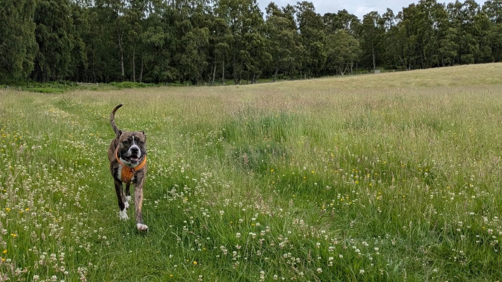 Puppy rescued from house covered in faeces finds loving new home