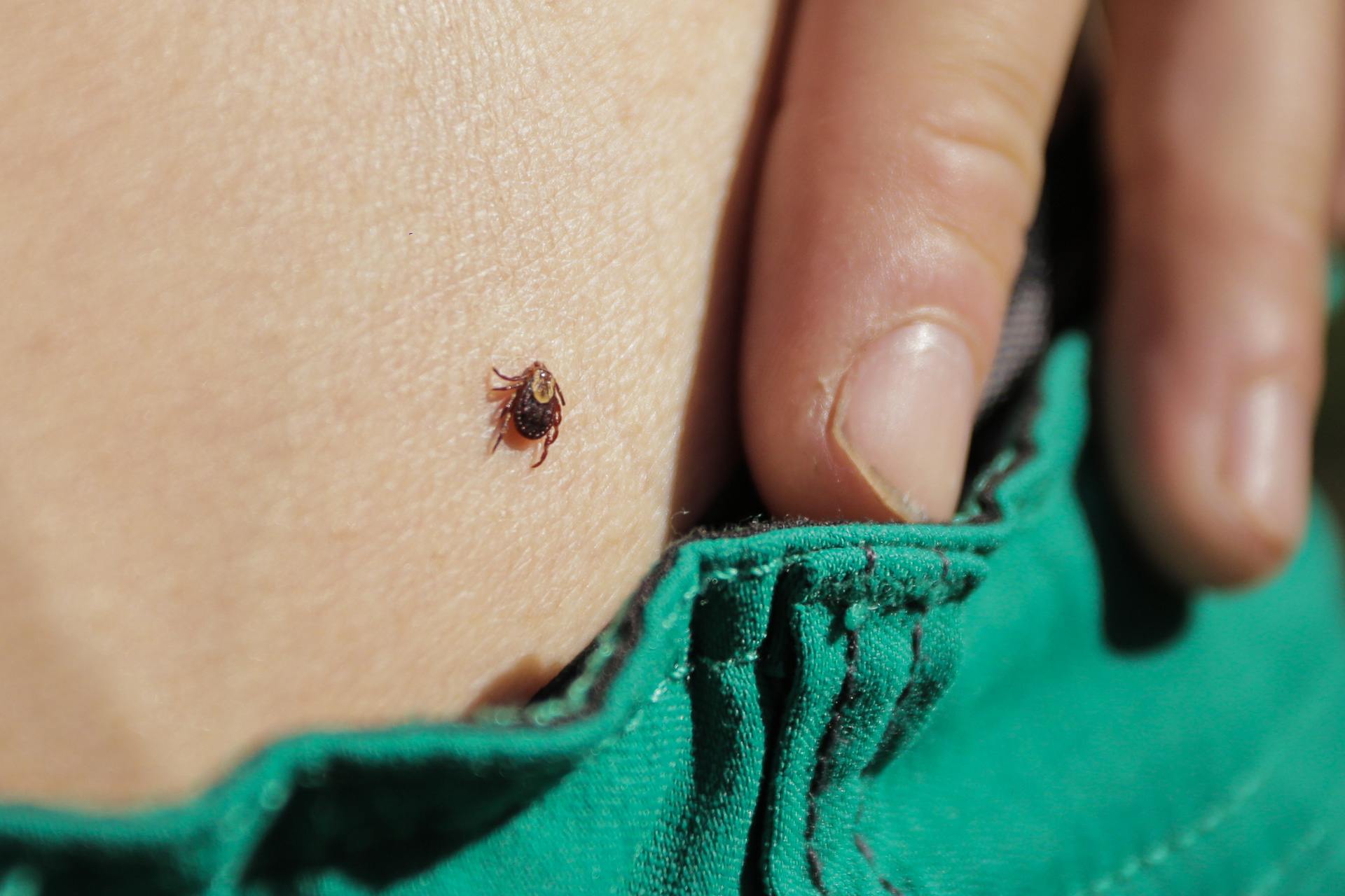 Farmers and outdoor workers warned to be tick-aware 
