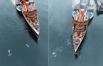 Pod of dolphins captured soaring alongside Waverley paddle steamer
