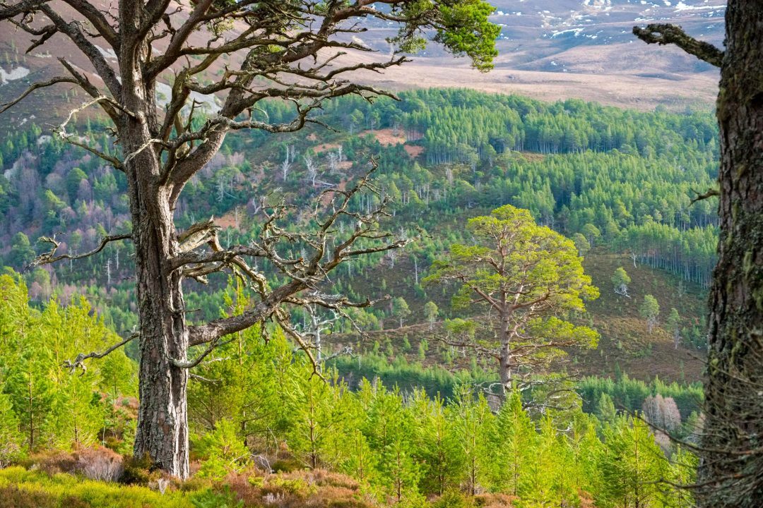 Paintings celebrate 800 years of Britain’s ‘first environmental laws’