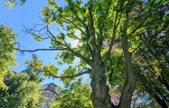 Tree of the Year: Scotland’s Wilfred Owen Sycamore and Argyle Street Ash make top ten shortlist