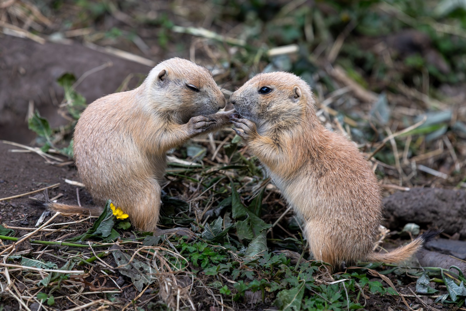 prairie dog pup