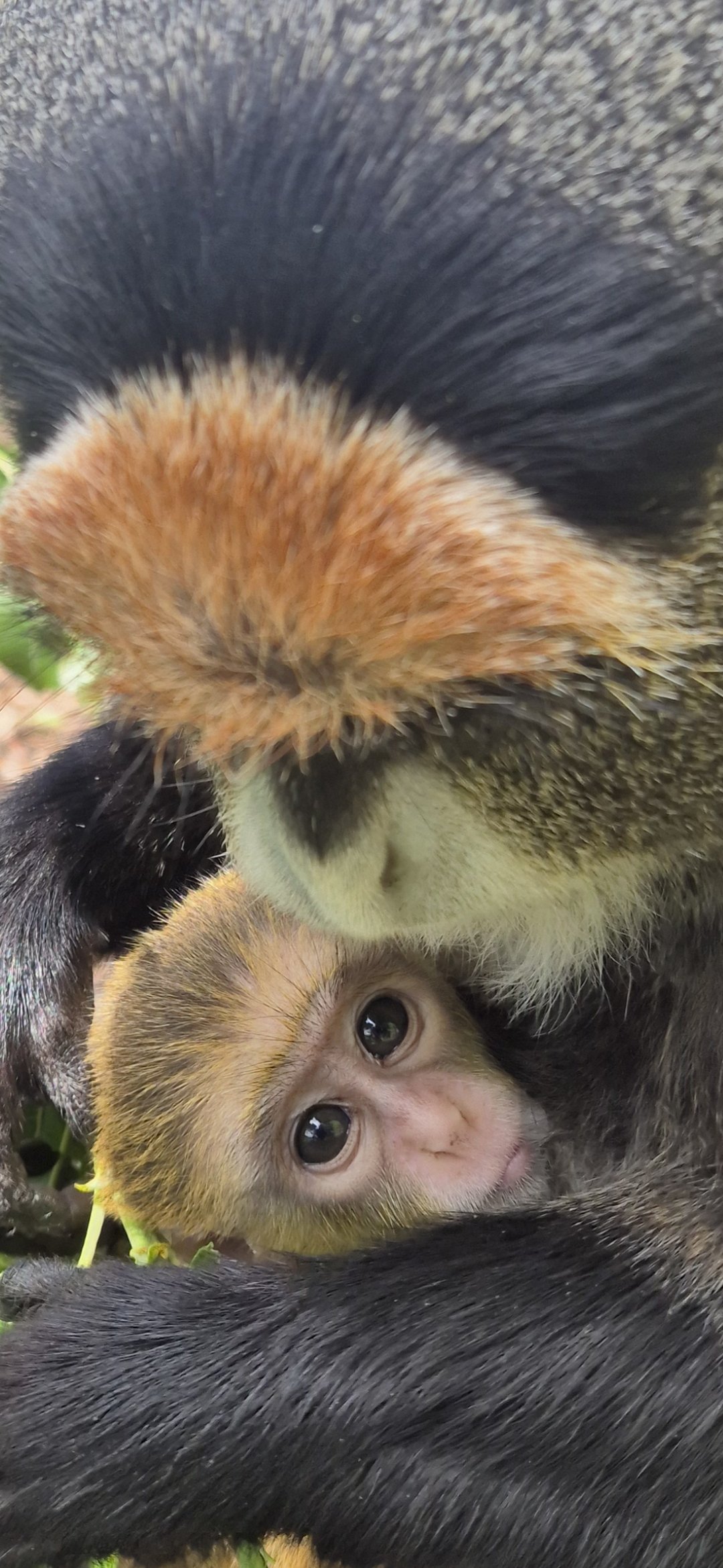 The endangered primate was born two weeks ago.