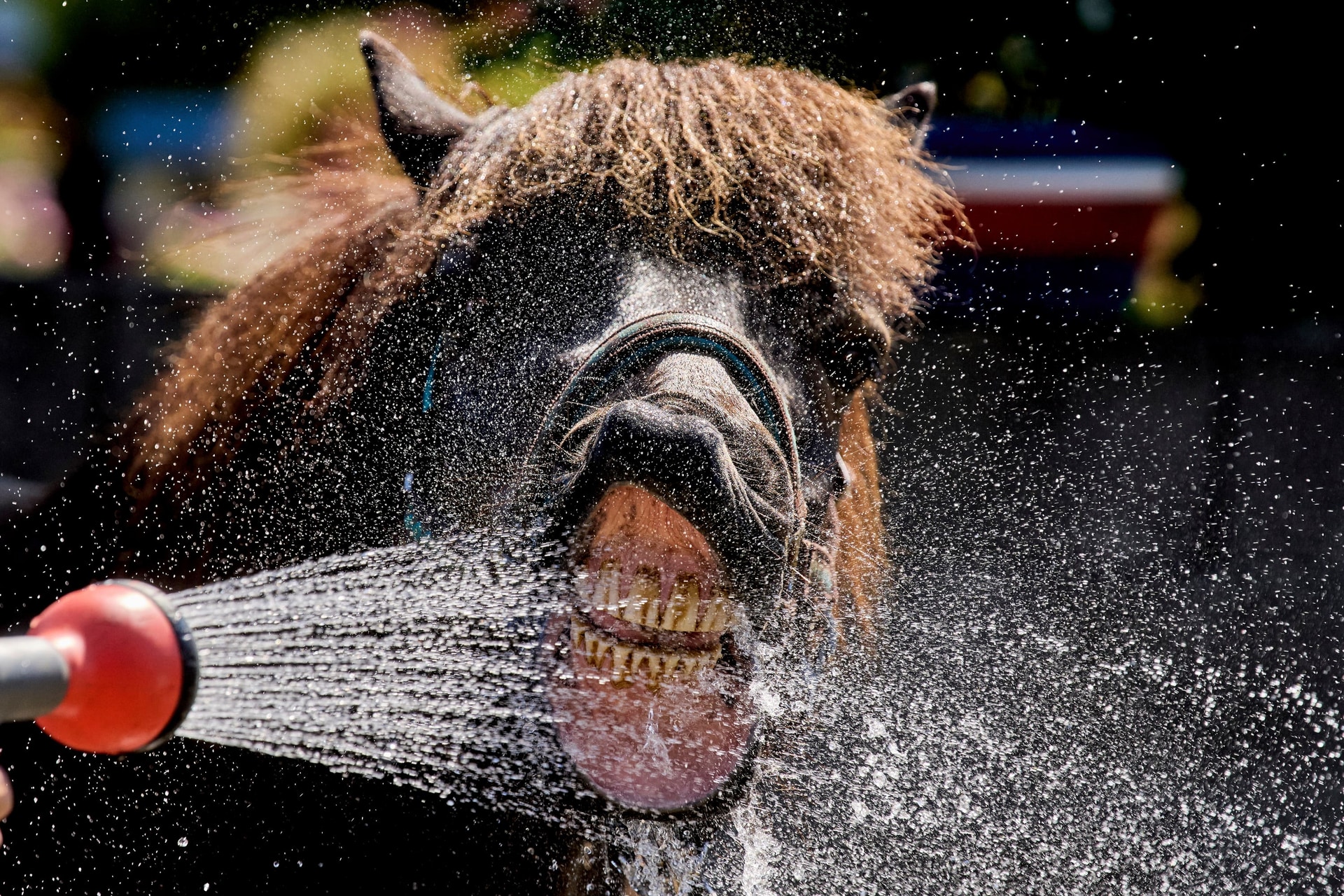 An Icelandic horse drinks water from a water hose at a stud farm in Wehrheim near Frankfurt, Germany.