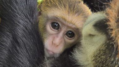 Fife Zoo celebrates arrival of ‘rare and charismatic’ baby De Brazza’s monkey