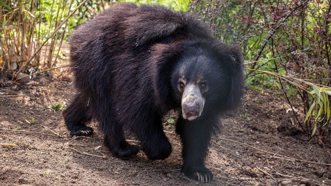 Sloth Bear
