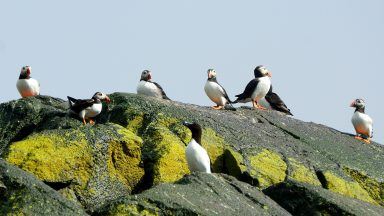 Berwick Bank: Offshore wind farm poses ‘devastating’ threat to seabirds, conservationists warn