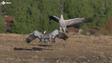 Number of cranes in Scotland reaches new high