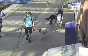 Man spotted taking sheep on ScotRail train