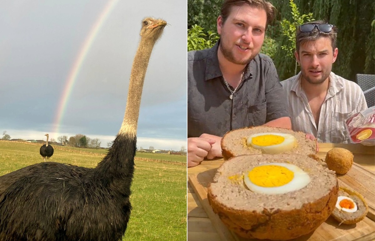 Scottish ostrich egg used to crack world record for biggest Scotch