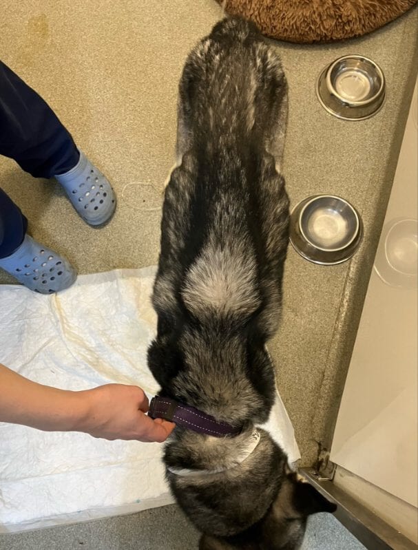 Veterinary staff were alarmed by the dog’s condition.