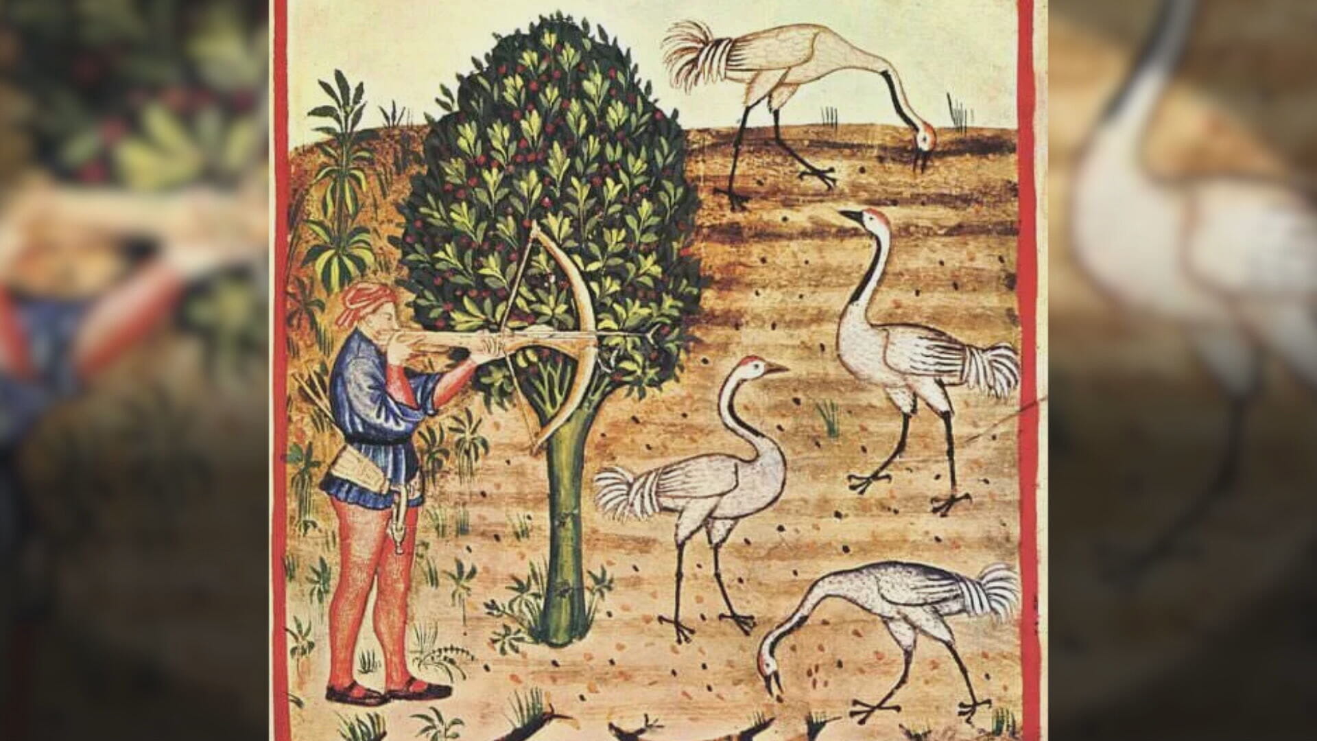 Cranes were hunted to extinction in the 16th century