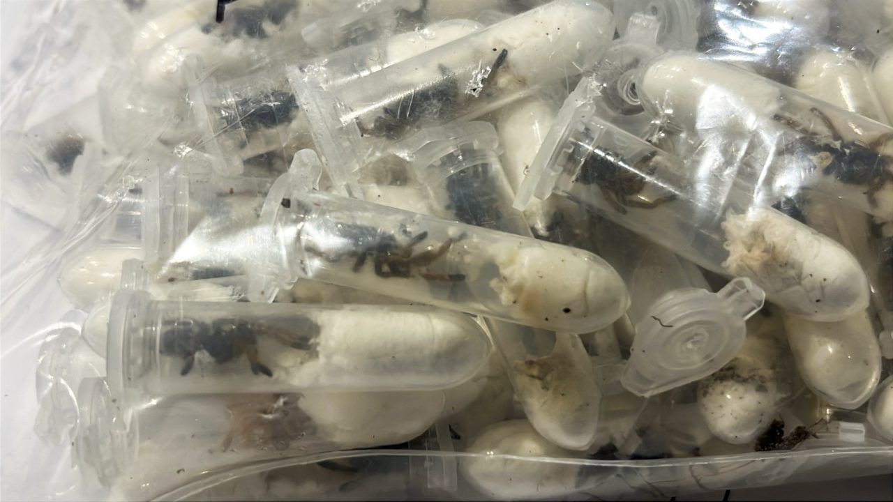 Plastic containers holding young tarantulas.