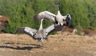 Giant bird once hunted to extinction returning to Aberdeenshire after 500 years