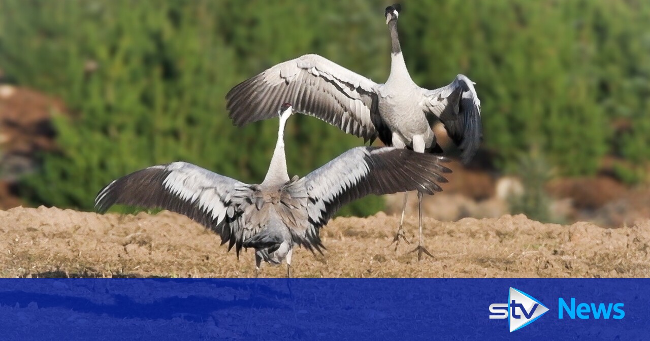 Giant bird once hunted to extinction returning to Aberdeenshire after 500 years