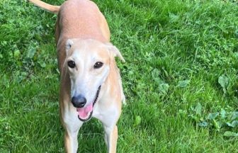 ‘Heartbreaking’: Young dog tied up and abandoned outside Aberdeen police station