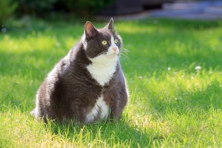 Weight loss jabs for cats and dogs: Are pets next in line for Ozempic and Mounjaro?