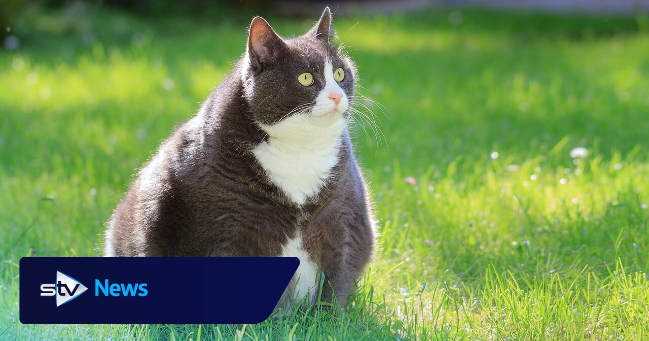 tirzepatide for dogs Weight loss jabs for cats and dogs: Are pets next in line for Ozempic and  Mounjaro?