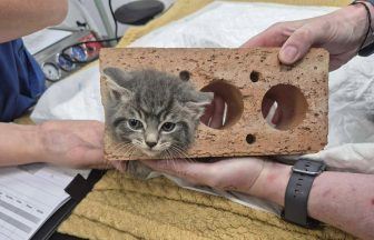 Tiny kitten rescued after getting head stuck in brick