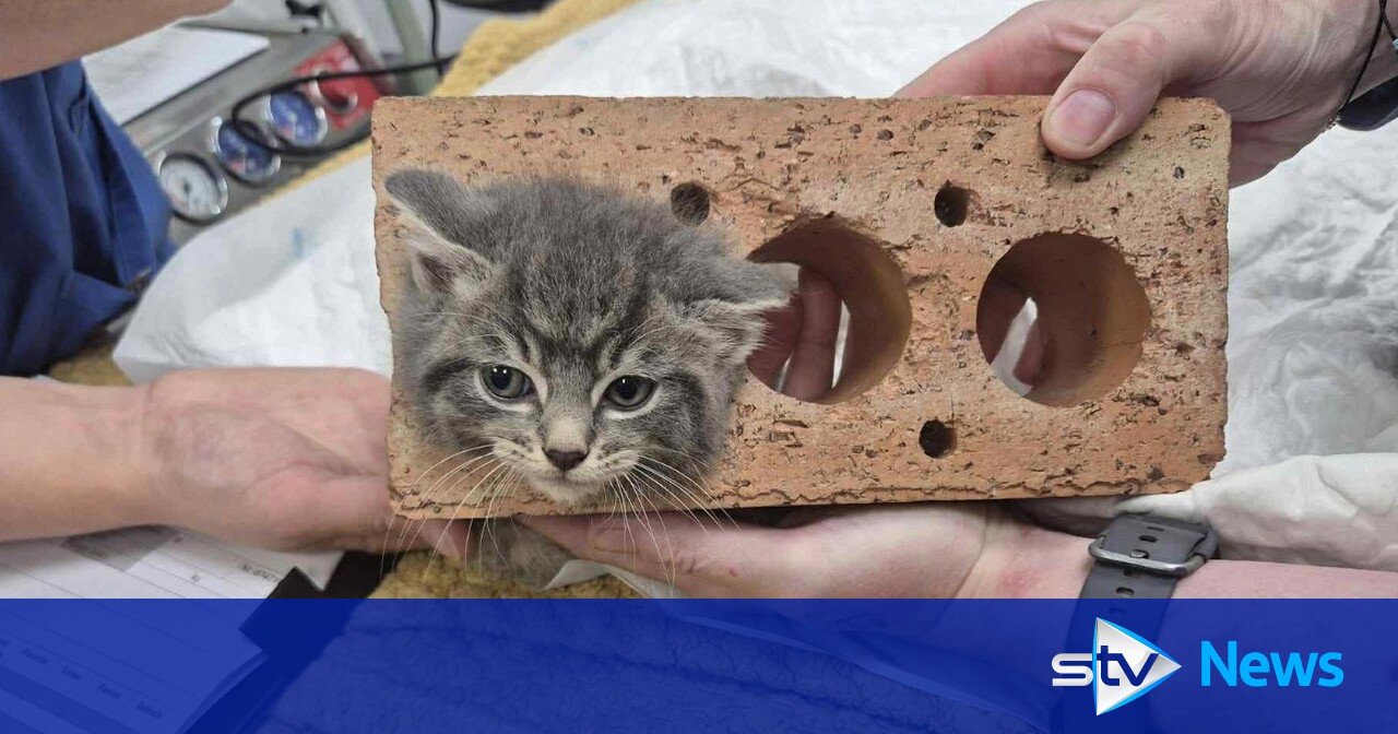 Tiny kitten rescued after getting head stuck in brick STV News