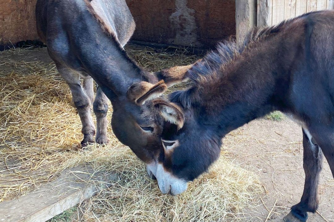 Donkey abandoned while heavily pregnant finds best friend in new forever home